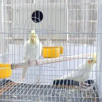 فروش دو عدد عروس هلندی نر و ماده