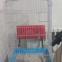 قفس انواع طوطی ها با ظرف