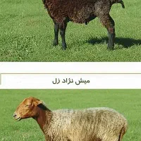 صحال غذای گوسفند
