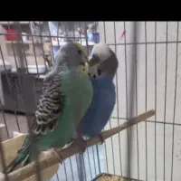 مرغ عشق جفت با 5 جوجه