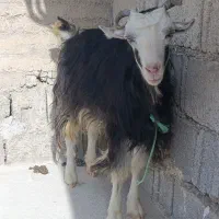 فروش بز
