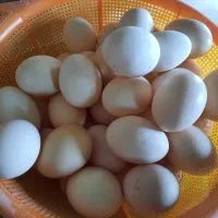 تخم مرغ تازه کاملان طبیعی وتازه کوردی اصیل