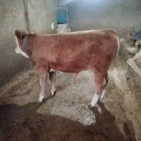 گاو سیمیتال گوشتی نر