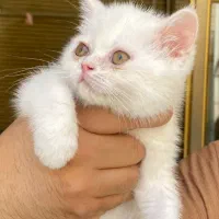 گربه دوماهه بریتیش