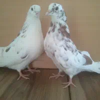 4 تا جوجه مفلق پرشی