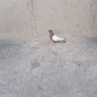 کفتر سرخ سینی