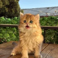 پیشی لانگ هیر گلد