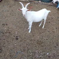 سانن نر