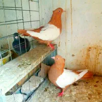 کفترسینه سیاه سرخ زرد فقط جوجه