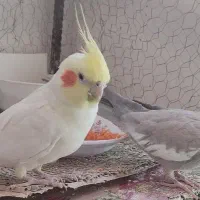 عروس هلندی