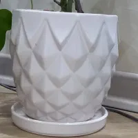 گلدان ها و زیرگلدانی ها همگی سالم