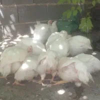 مرغ گوشتی