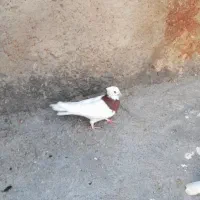 کفتر|پرنده|بیضا, |دیوار