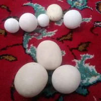 سنگ