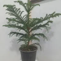 کاج مطبق
