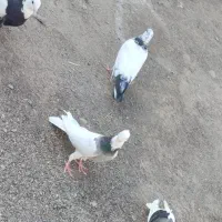 کفتر