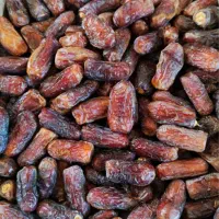 انواع خرما با تمام گرید ها مستقیم از جهرم