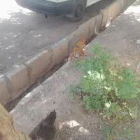 فروش زمین فوری