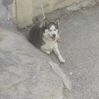 سگ هاسکی چشم آبی