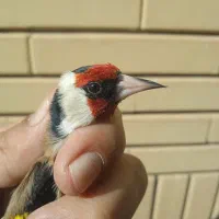 سهره چهارگل پاییزه گل بلند خوشکل