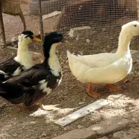 فروش سه عدد اردک