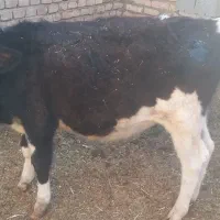۲عددگاوماده