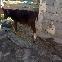گوساله ماده مناسب برای نگهداری