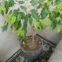 گل خوشگل