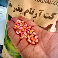 ذرت علوفهای مغان ۷۰۴ ارتام