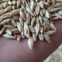 گندم جو گندم نان درجه یک آتیلا.ودرم بزری.درارزوئیه