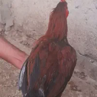 خروس|حیوانات مزرعه|زابل, |دیوار