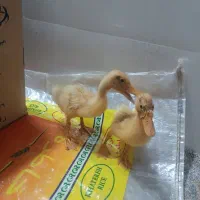 اردک ناز