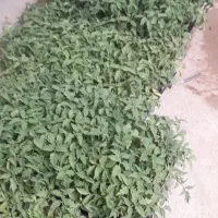 نشا گوجه