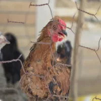 خروس بومی چهل تاج
