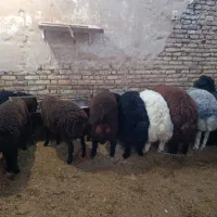 بره بره هم ریز هم درشت موجود هست 30تا 60کیلو|حیوانات مزرعه|قهدریجان, |دیوار