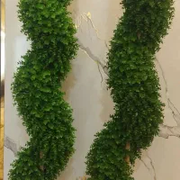 یک جفت درخشه شمشاد نو