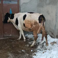 گاو شیری|حیوانات مزرعه|هشترود, |دیوار