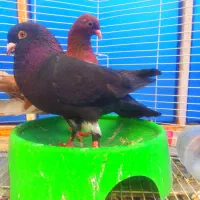 حمیدیه|پرنده|حمیدیه, |دیوار