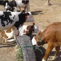 سند شهری حاوی پایانکار،ویابا سندزمین مجوز دار شهری