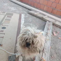 واگذاری شیتزو