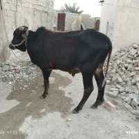 گاو قربانی سهمی