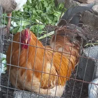 یکعدد خروس برهما تزئینی کینگ