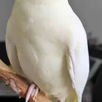جوجه عروس هلندی