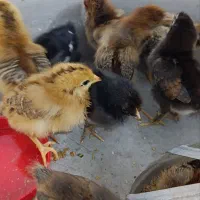 جوجه محلی تک چین فروش فوری
