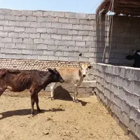 دو عدد گوساله دورگ