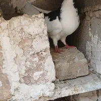 خال سیاه
