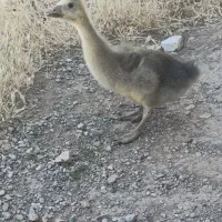 جوجه غاز