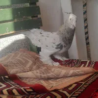 سرور هفرنگ روزگاری قیمت مفت