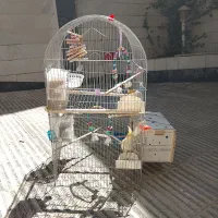 عروس هلندی جفت با تمام لوازم
