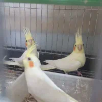 عروس هلندی